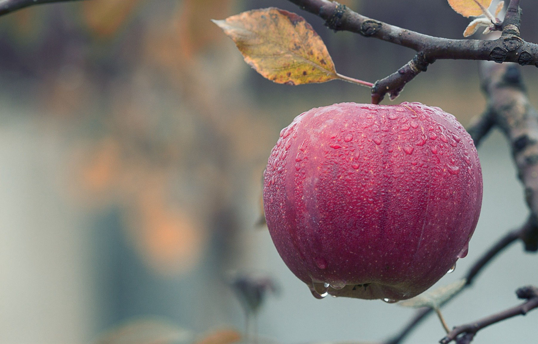Cold Apple