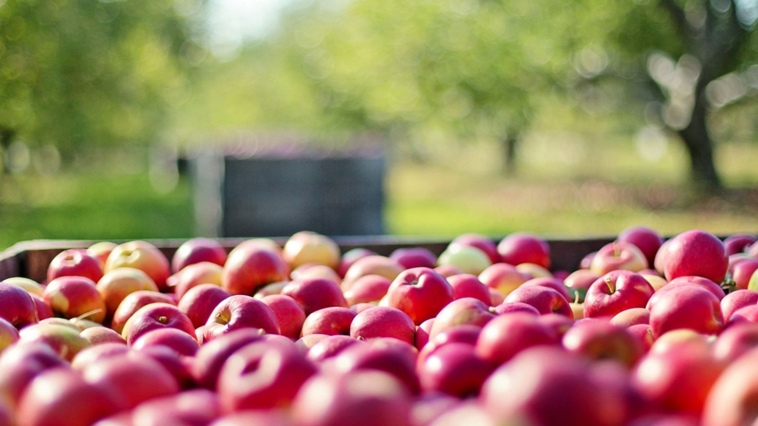 Apple Harvest